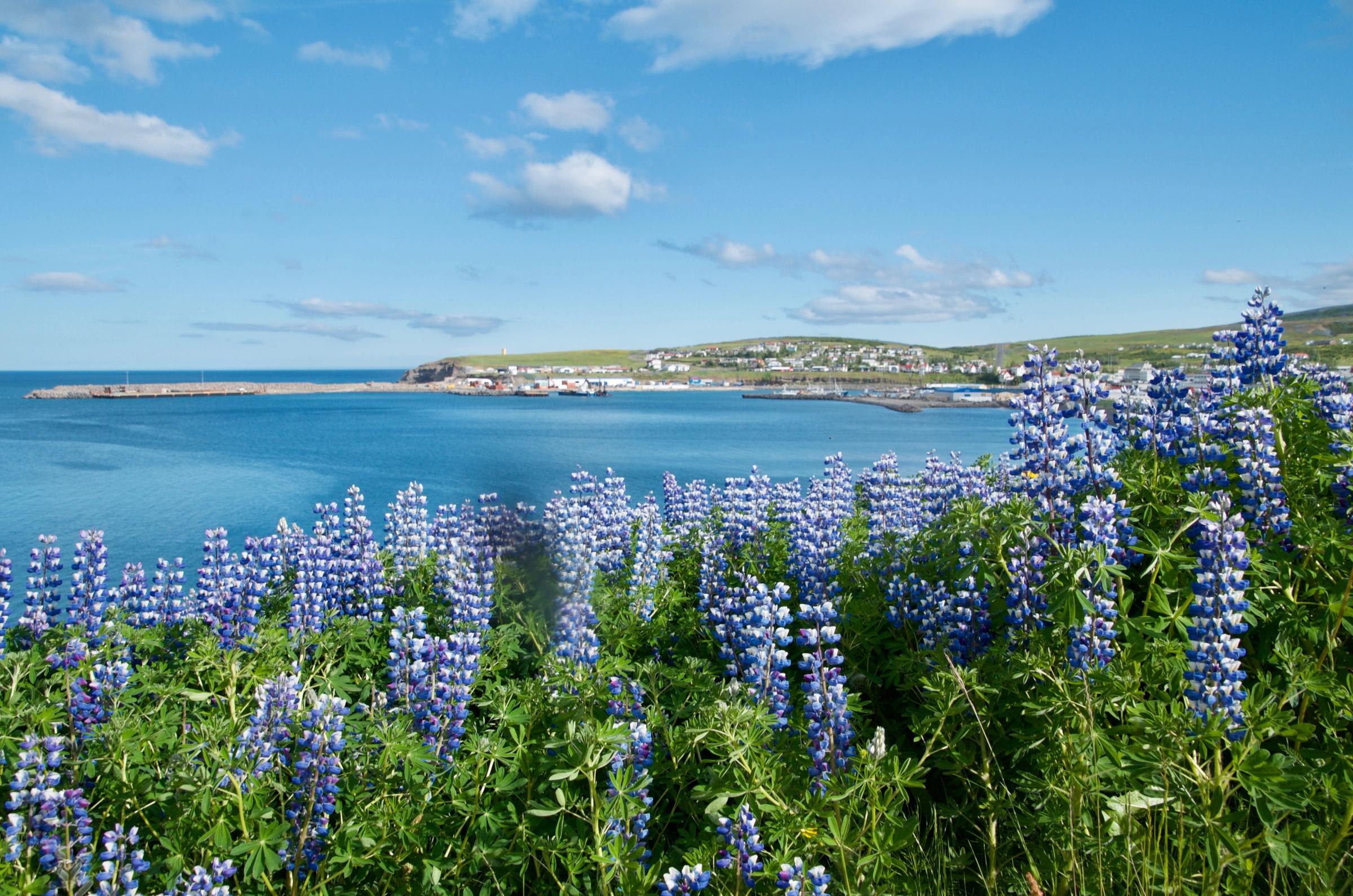 a field of purple flowers growing next to a body of water .