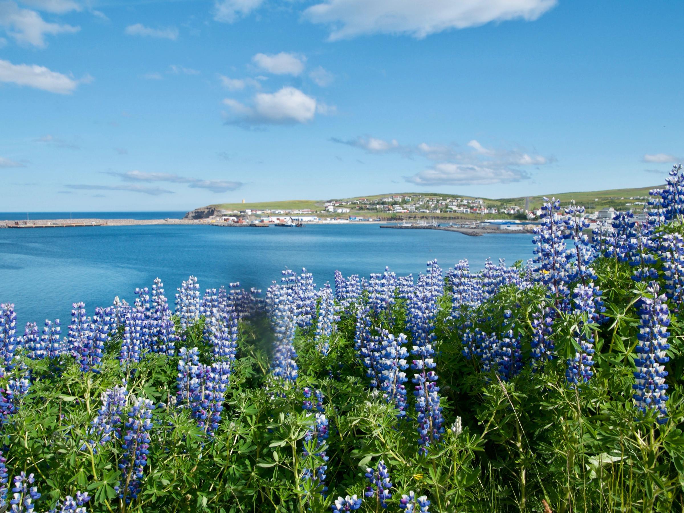 a field of purple flowers growing next to a body of water .