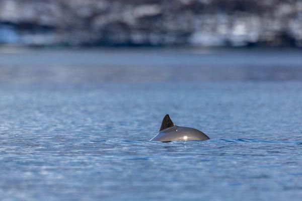 el lomo y aleta de una marsopa en el agua