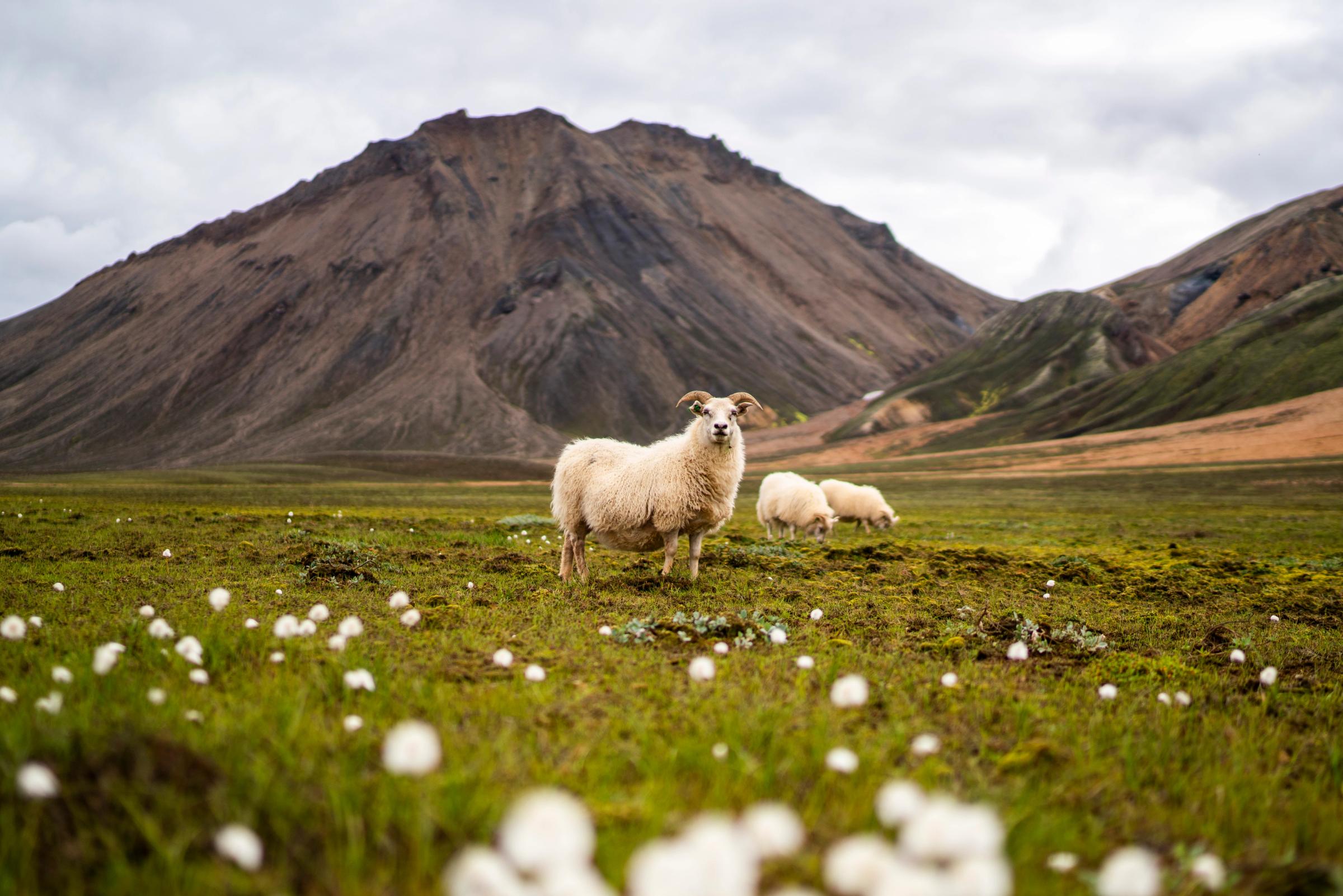 a herd of sheep standing in a grassy field with a mountain in the background .