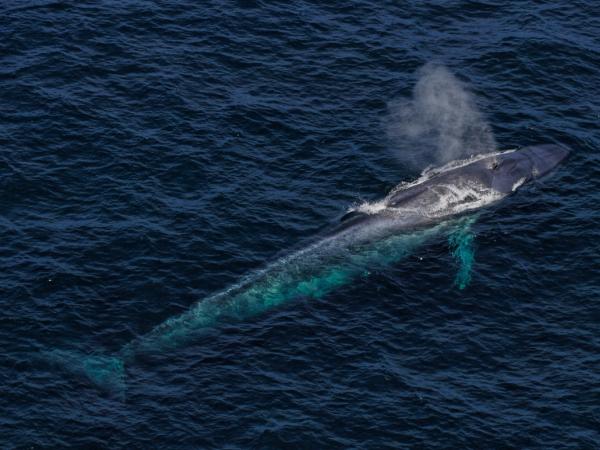 an aerial view of a blue whale swimming in the ocean .