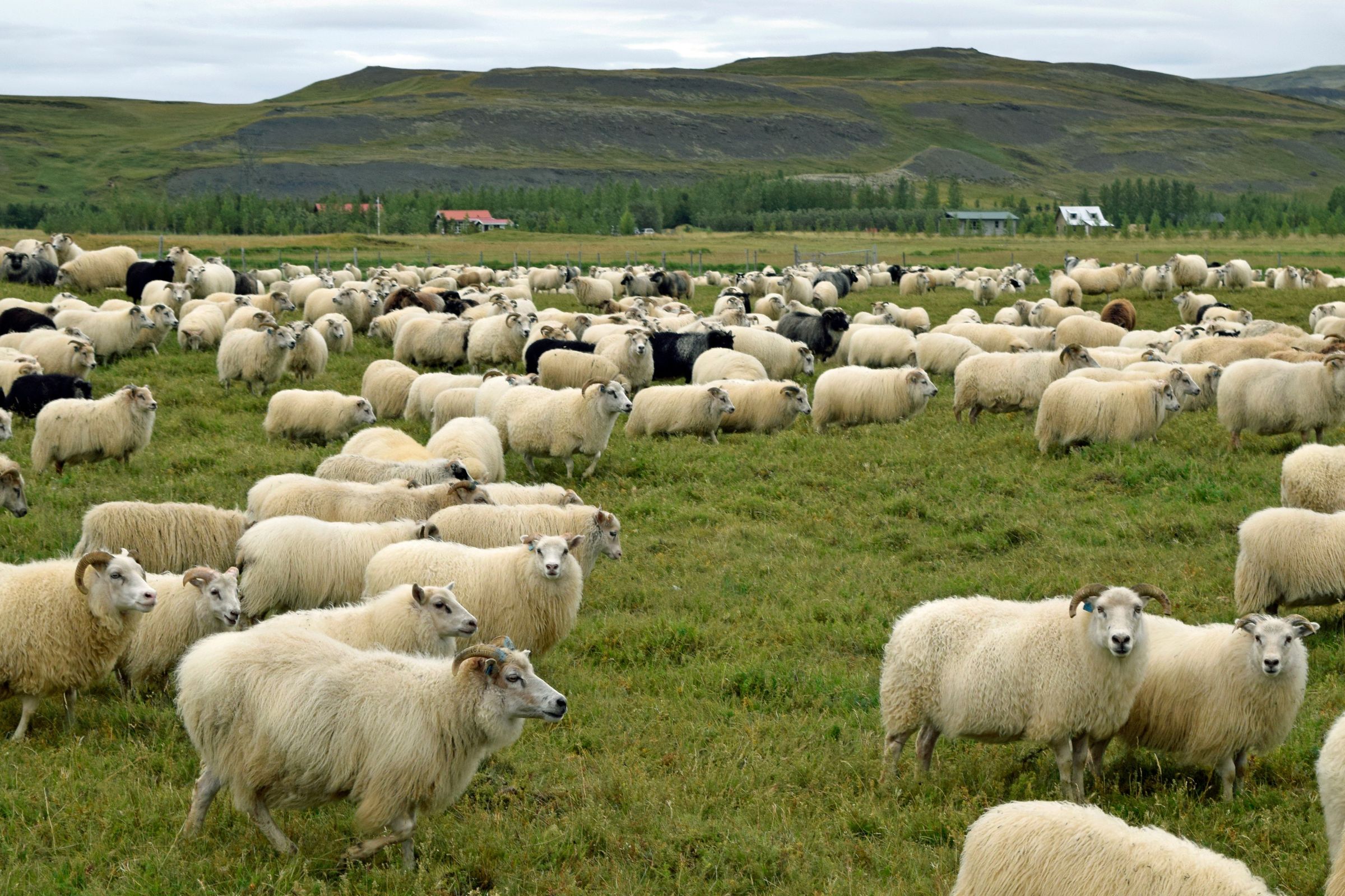 Folk of Icelandic sheep