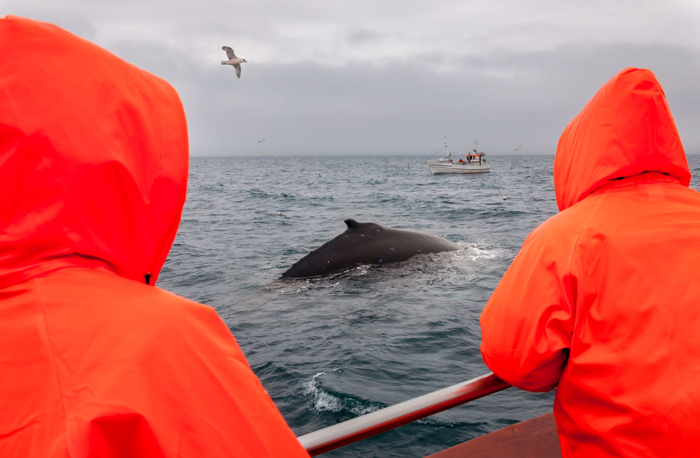 Two people in orange hooded jackets watch a whale surface from a boat.