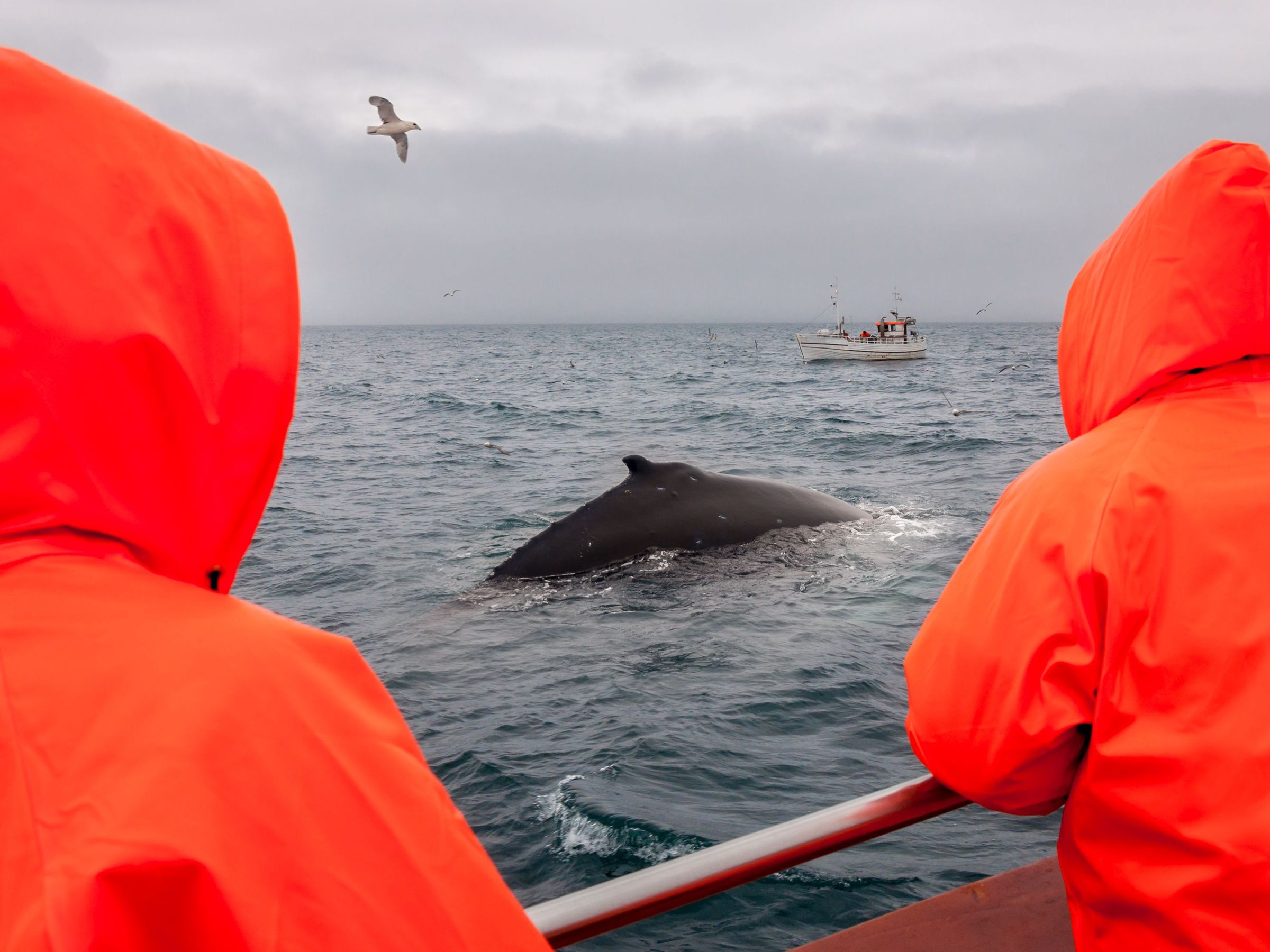 Two people in orange hooded jackets watch a whale surface from a boat.