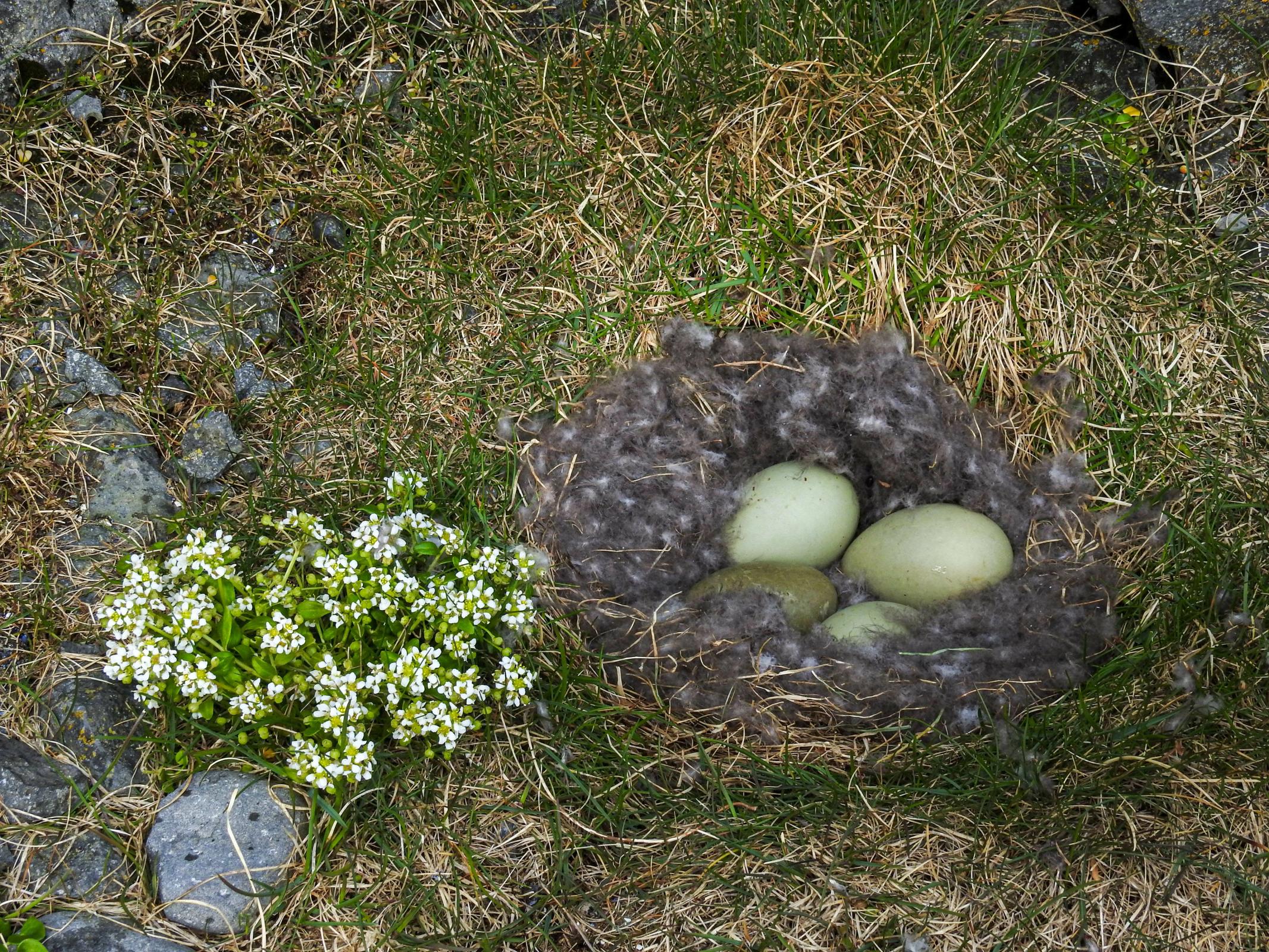 un nido de pájaro lleno de huevos y flores en la hierba.