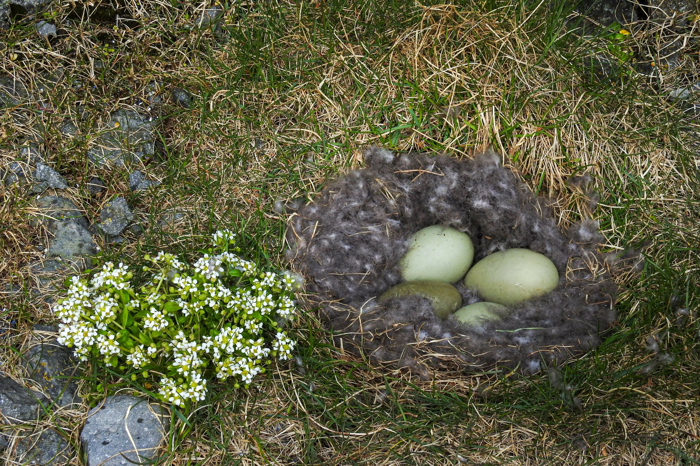 un nido de pájaro lleno de huevos y flores en la hierba.