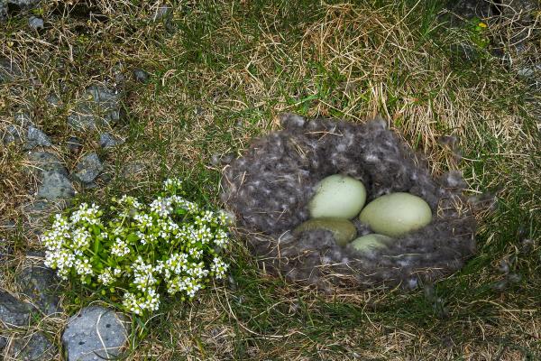 un nido de pájaro lleno de huevos y flores en la hierba.