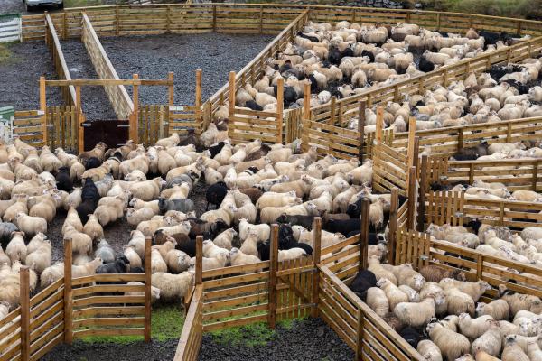 Icelandic sheep beeing driven dowen from the Icelandic highlands