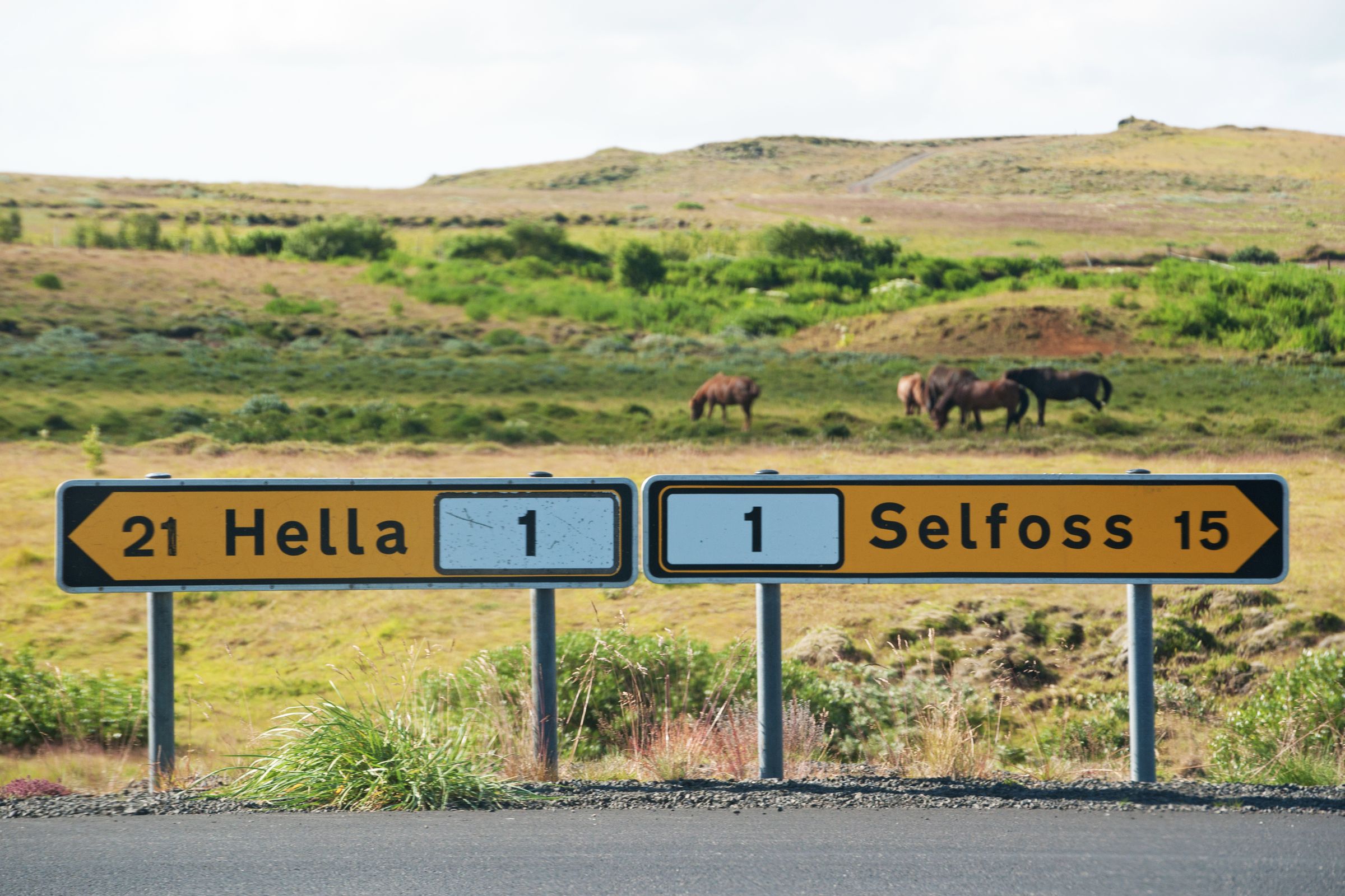 Señales de tráfico para Hella y Selfoss en la Ruta 1, con caballos pastando en un paisaje ondulado.