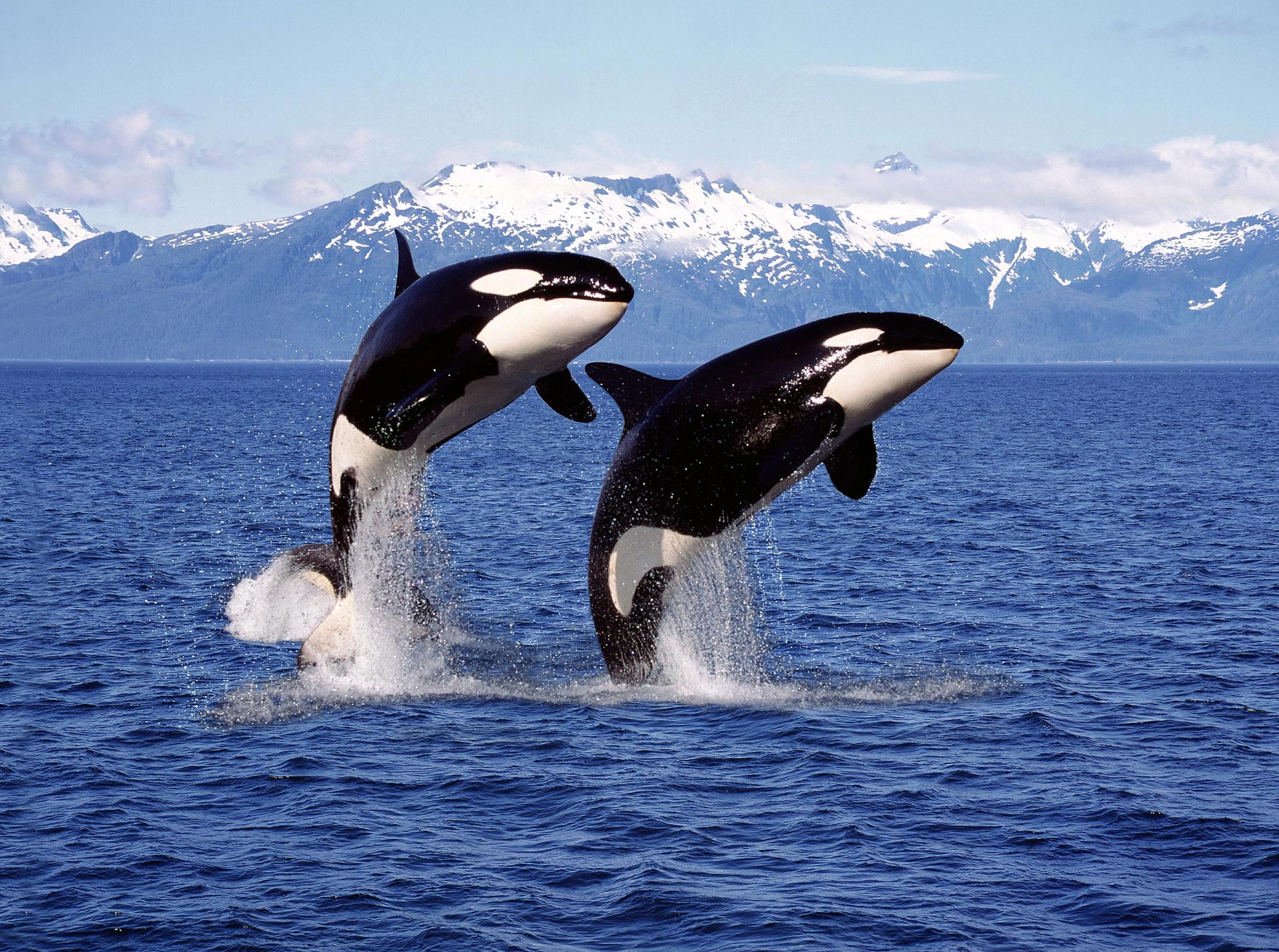 dos orcas saltando fuera del mar con montañas nevadas al fondo