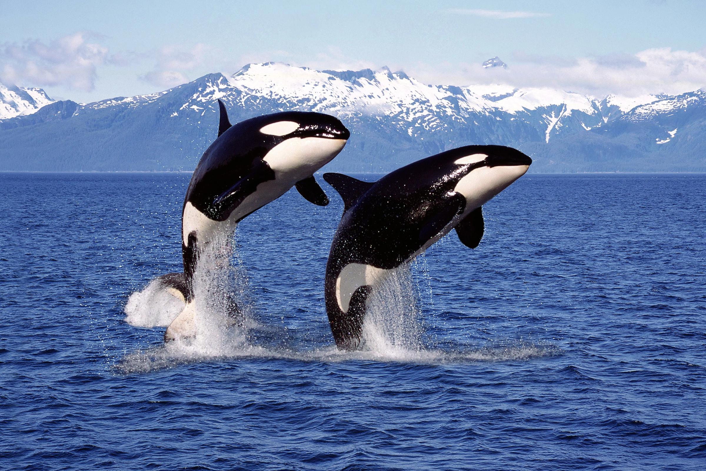 dos orcas saltando fuera del mar con montañas nevadas al fondo
