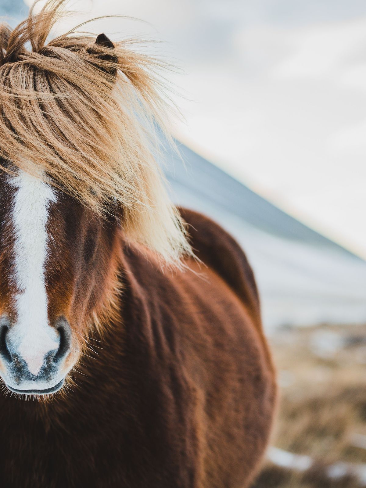 Icelandic wild horse