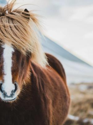 Icelandic wild horse