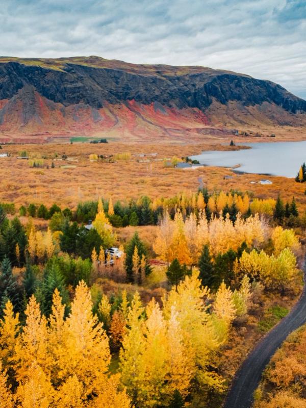 una vista aérea de una carretera que atraviesa un bosque en otoño.