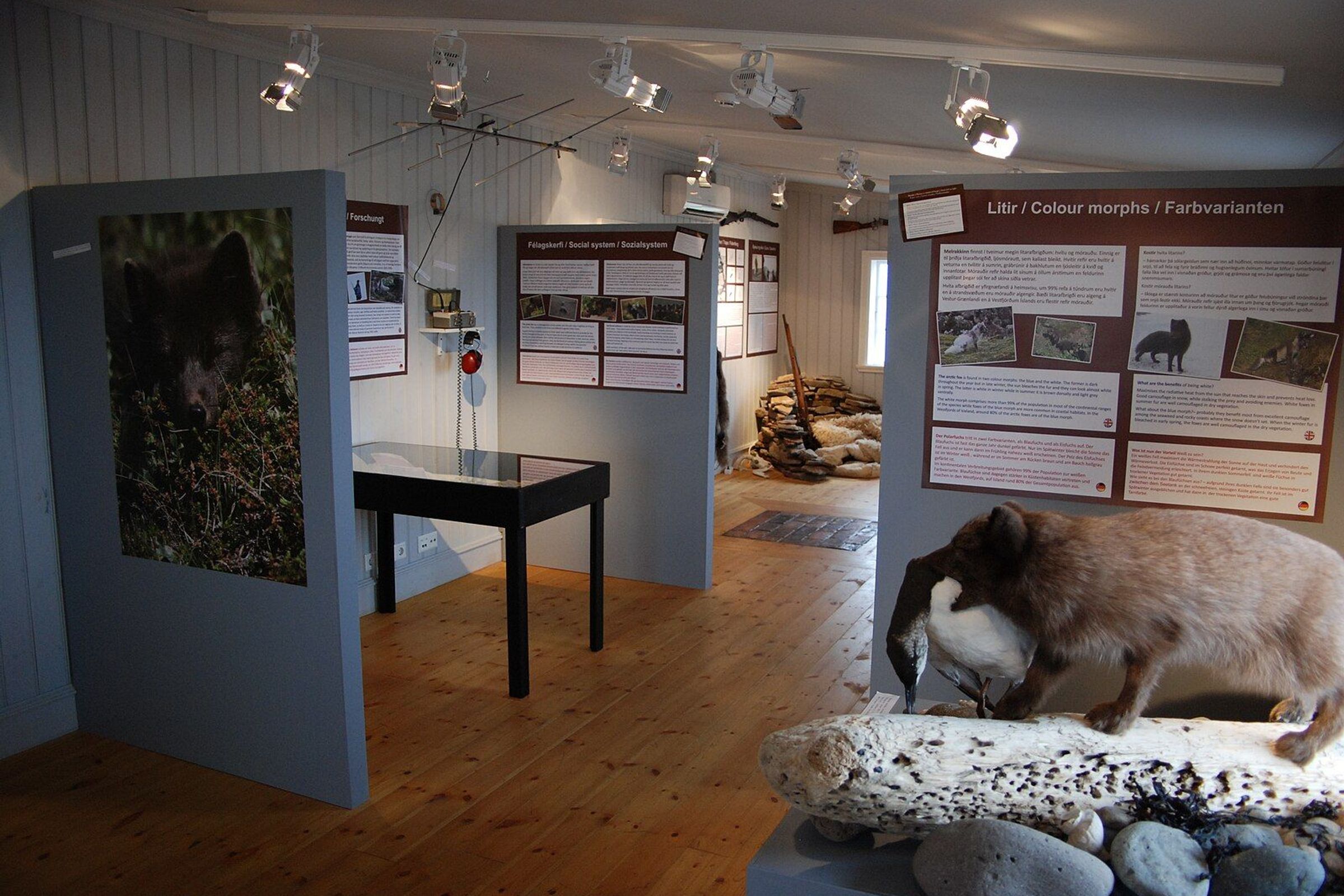 An indoor museum exhibit about arctic foxes, featuring display panels, a taxidermy brown fox holding a bird, and a large photo of a dark fox.