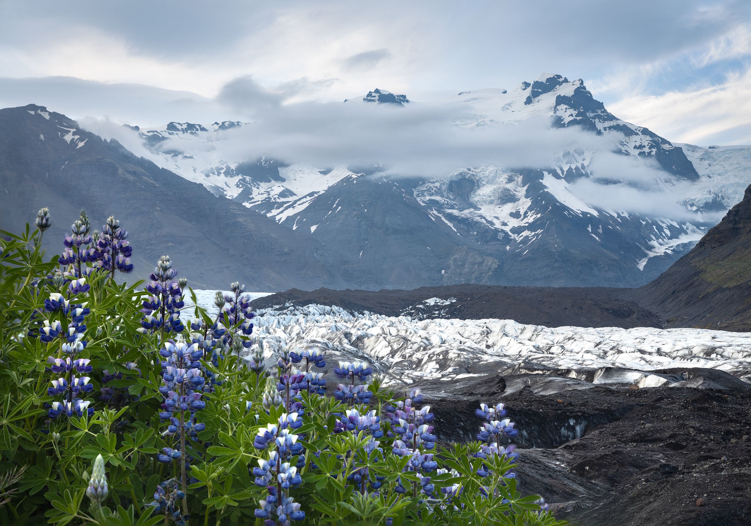 there are flowers in the foreground and a glacier in the background in south iceland.