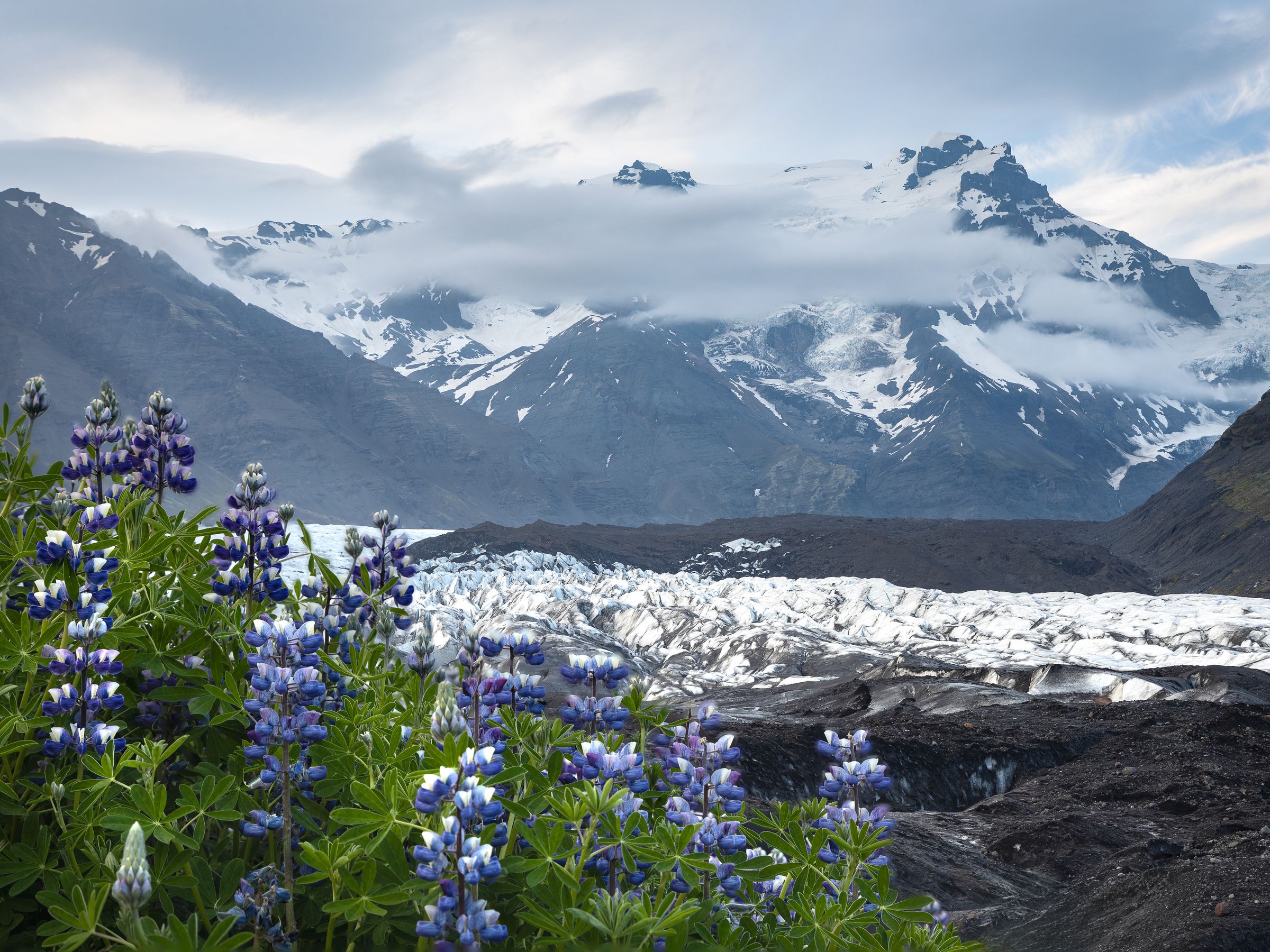 there are flowers in the foreground and a glacier in the background in south iceland.