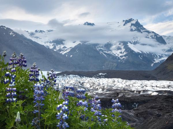 there are flowers in the foreground and a glacier in the background in south iceland.