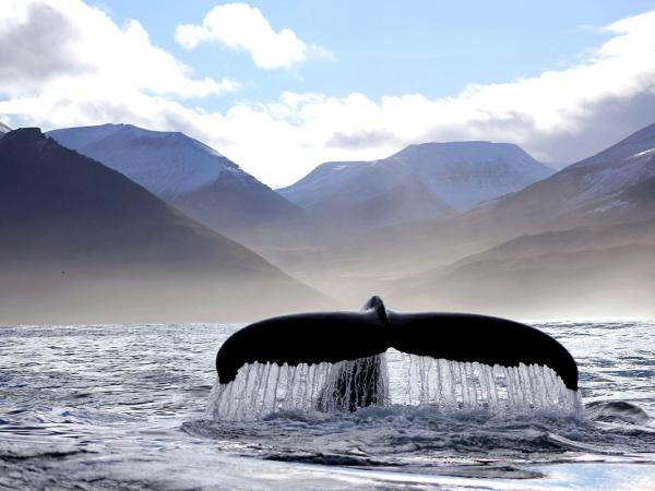 Ballena en Islandia