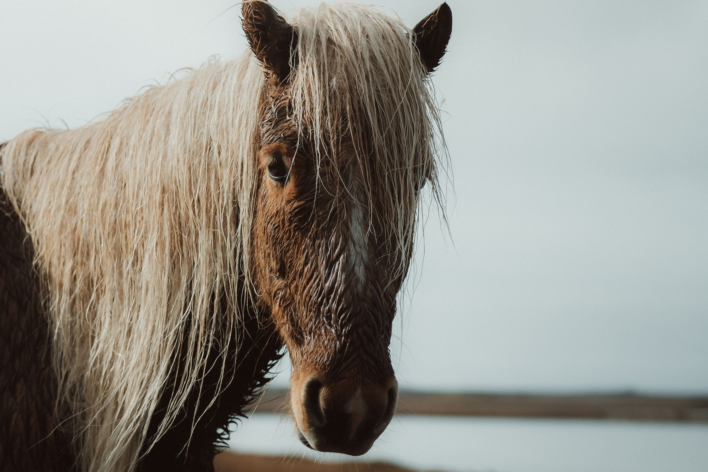Iceland horse Picture of an Icelandic horse