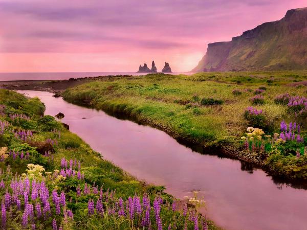 a river runs through a lush green field with purple flowers and mountains in the background in iceland.