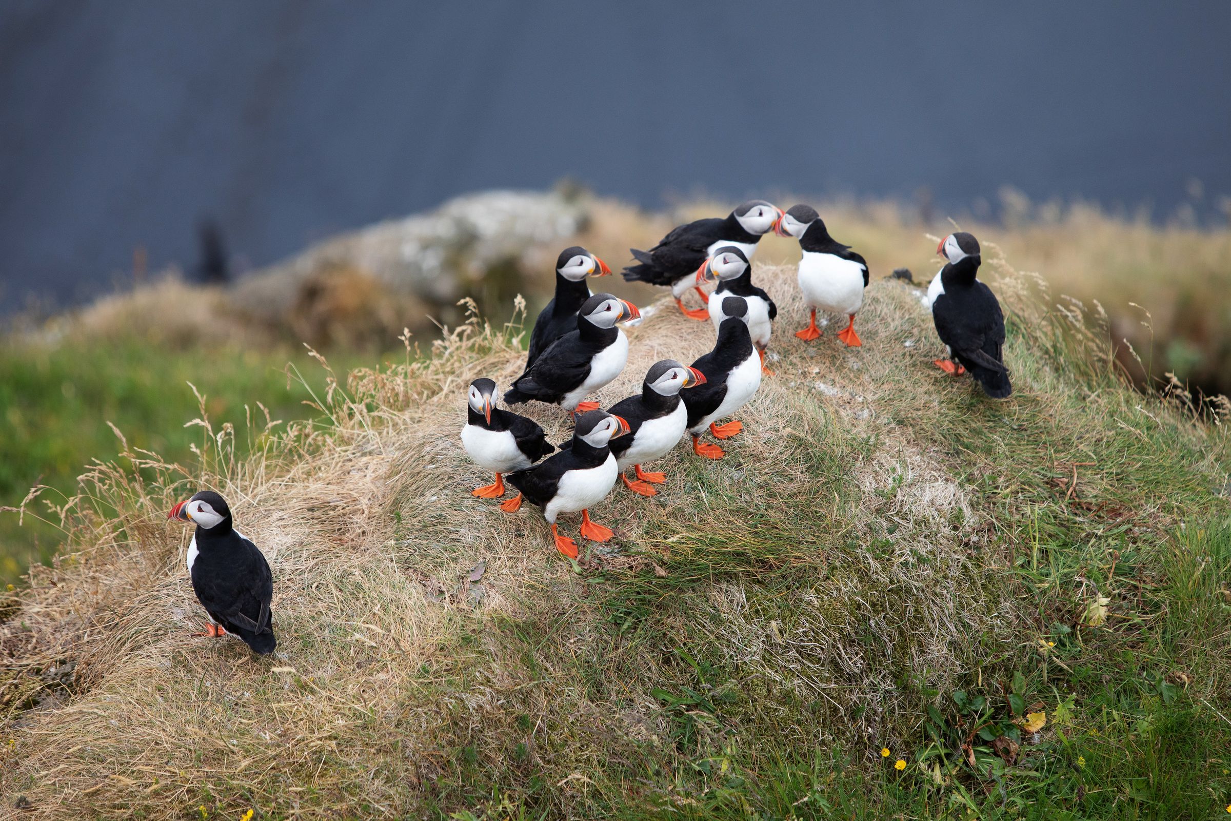 a flock of puffins standing on top of a grassy hill at Westman Islands in Iceland.