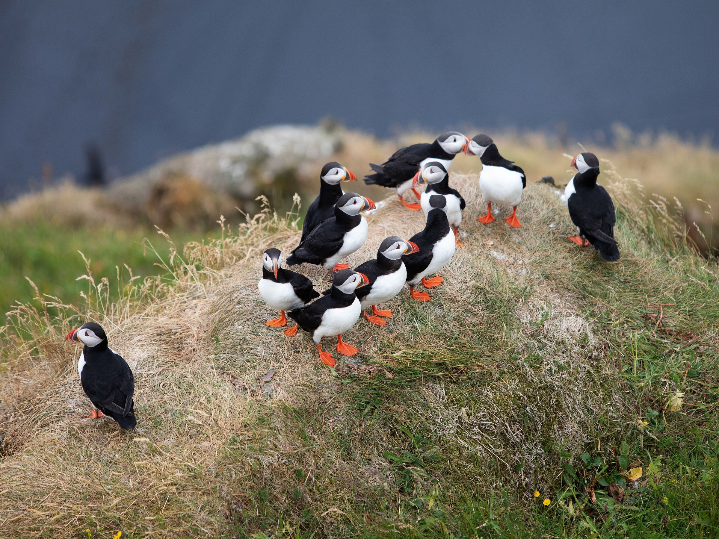 a flock of puffins standing on top of a grassy hill at Westman Islands in Iceland.