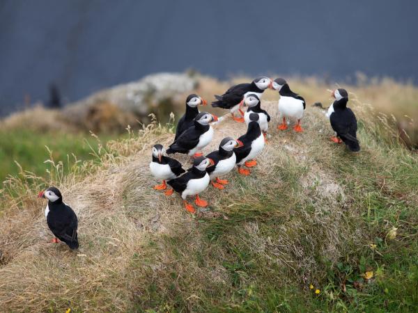 un groupe de macareux debout au sommet d'une colline herbeuse aux Îles Vestmann en Islande.