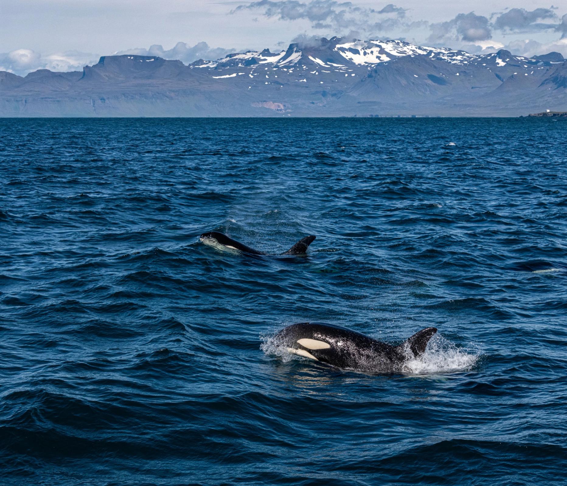 Whale watching in Olafsvik, West Iceland