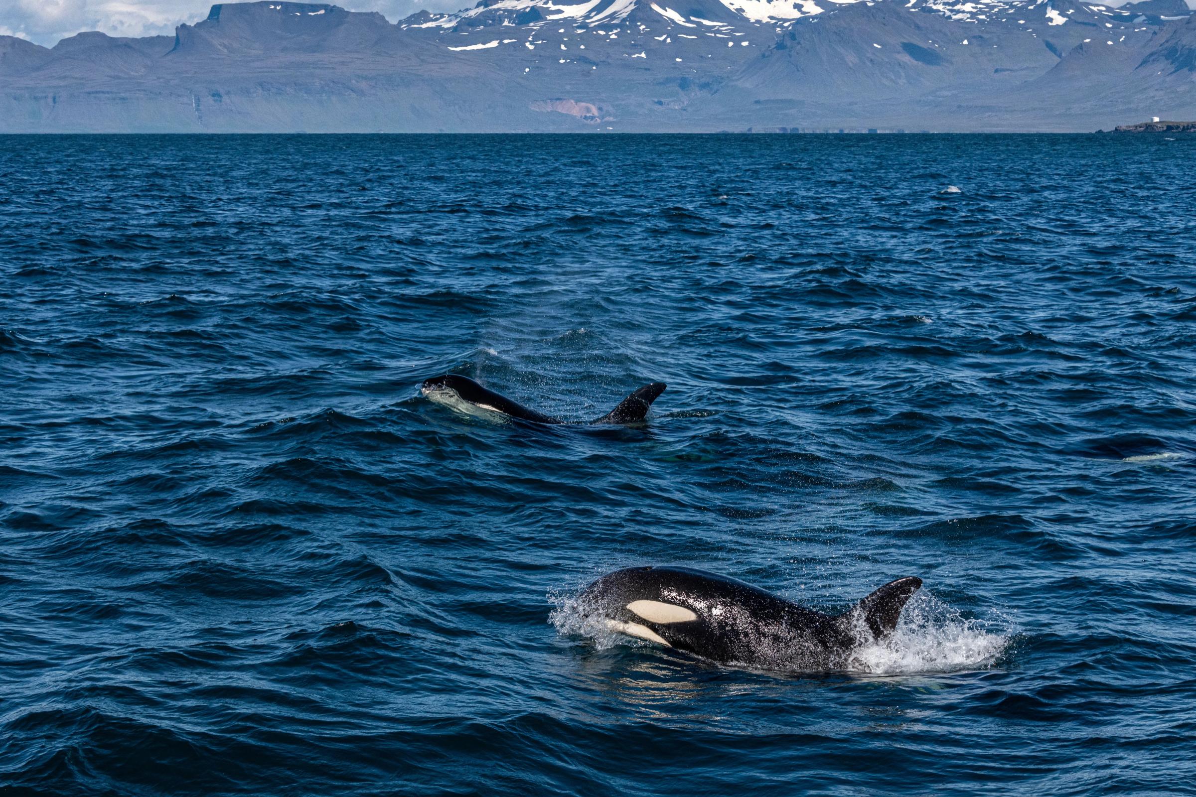 Whale watching in Olafsvik, West Iceland