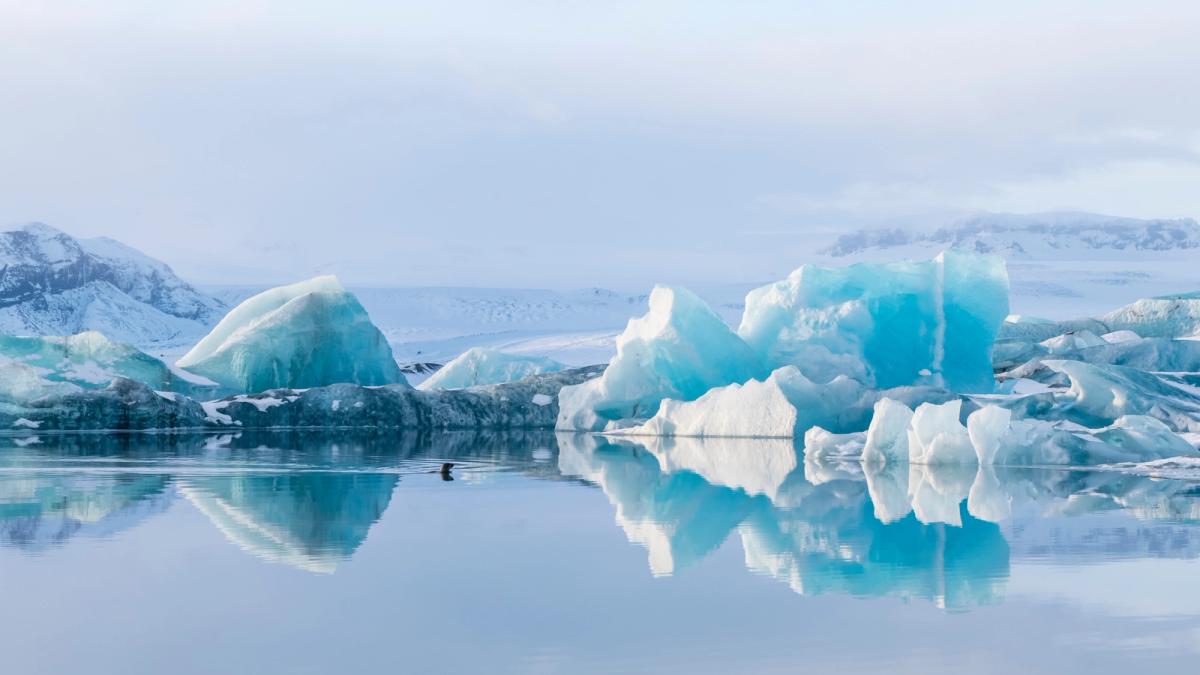 a duck is swimming in a lake surrounded by icebergs in iceland.