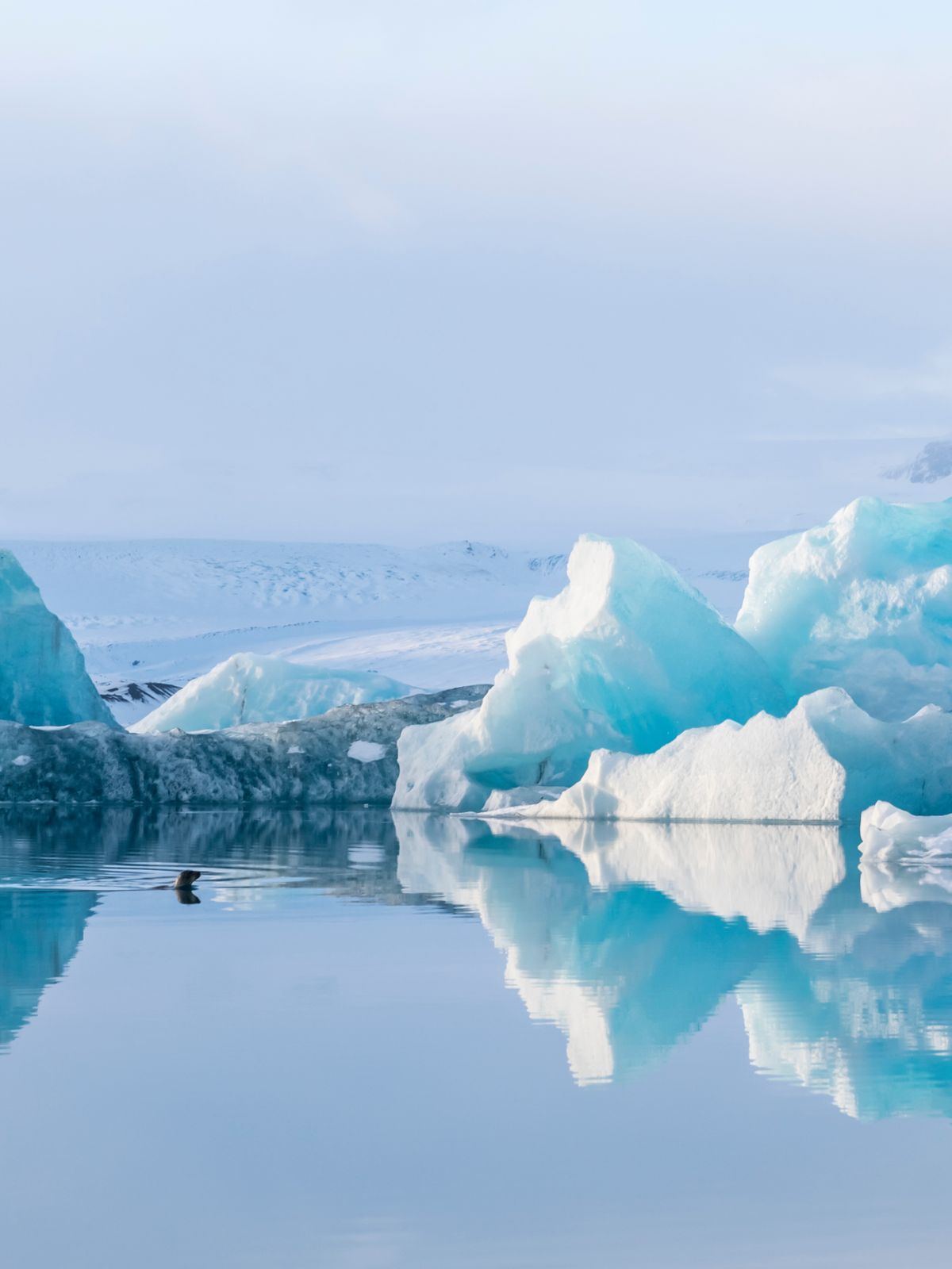 a duck is swimming in a lake surrounded by icebergs in iceland.