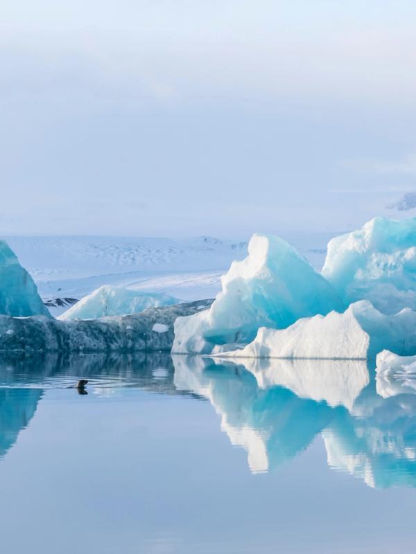 a duck is swimming in a lake surrounded by icebergs in iceland.