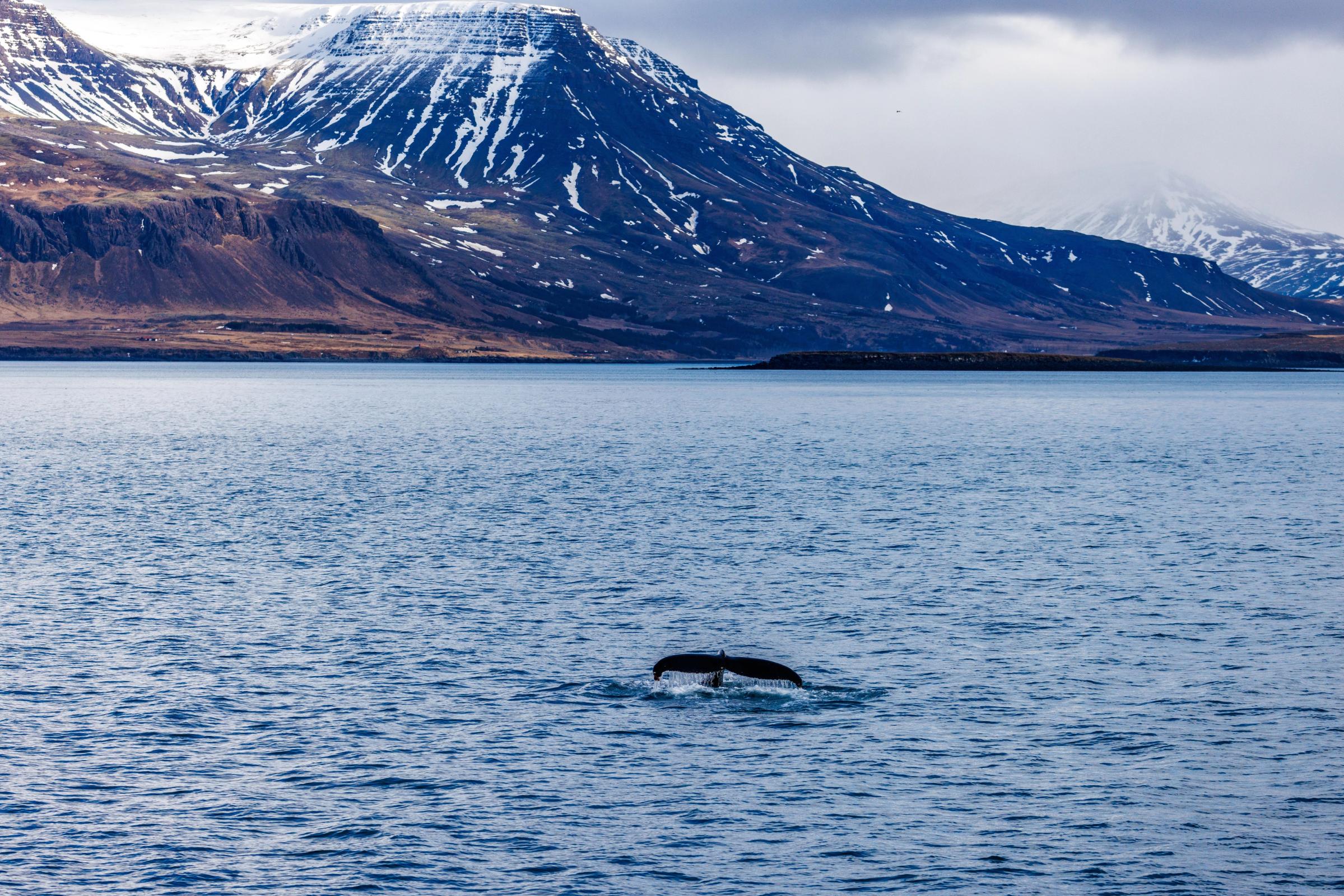 Whale spotted in a Reykjavik whale-watching tour 