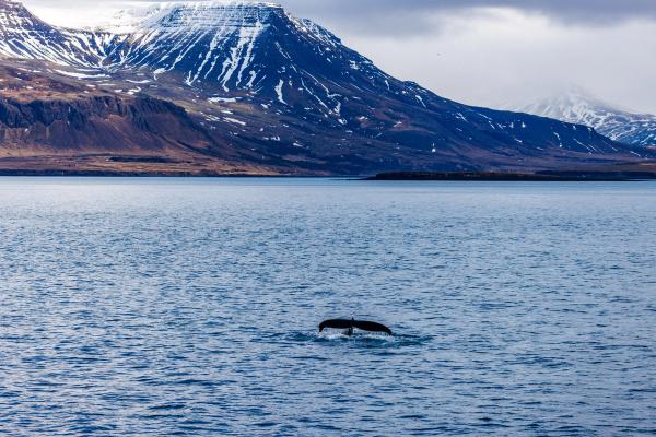 Whale spotted in a Reykjavik whale-watching tour