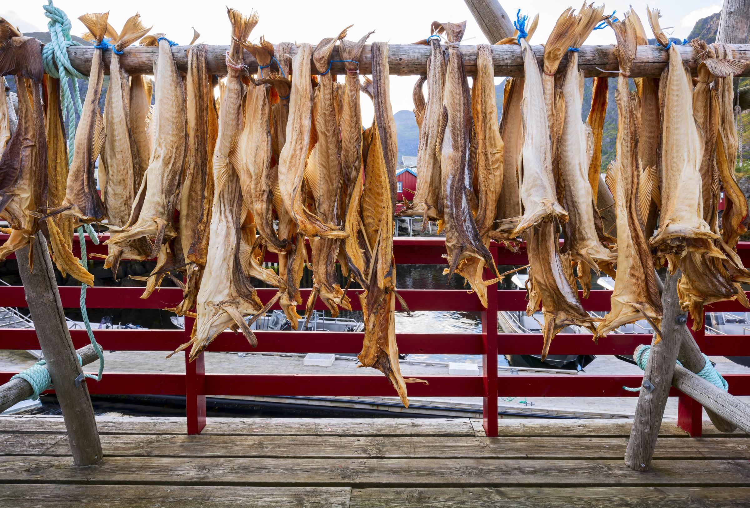 Stockfish drying on a wooden rack over a dock.