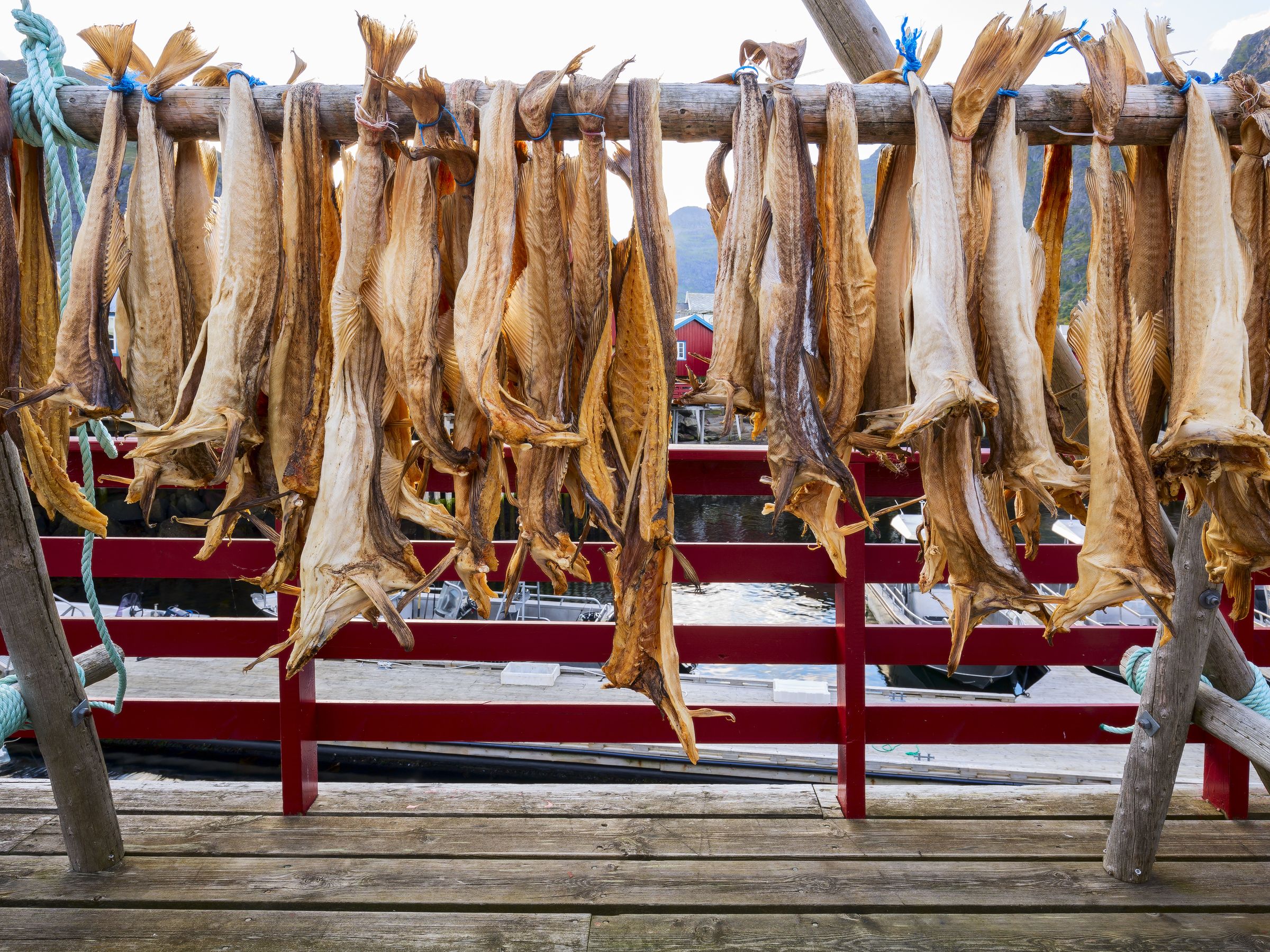Stockfish drying on a wooden rack over a dock.