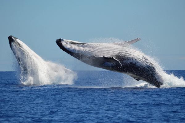 dos ballenas jorobadas saltando fuera del agua