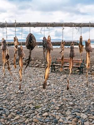 dried fish are hanging from a wooden rack on a rocky beach .