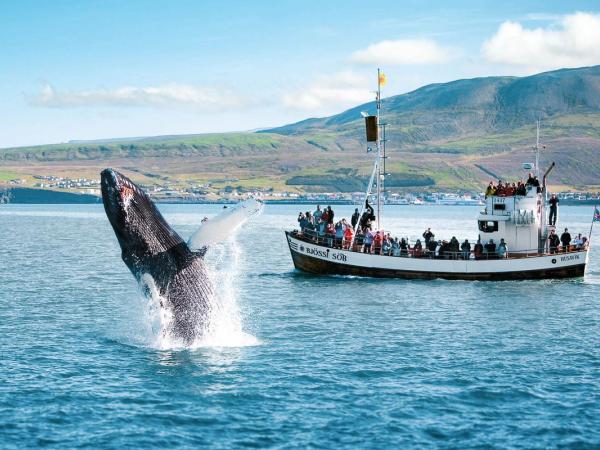 una ballena saltando en el agua muy cerca de un barco turista en un día soleado