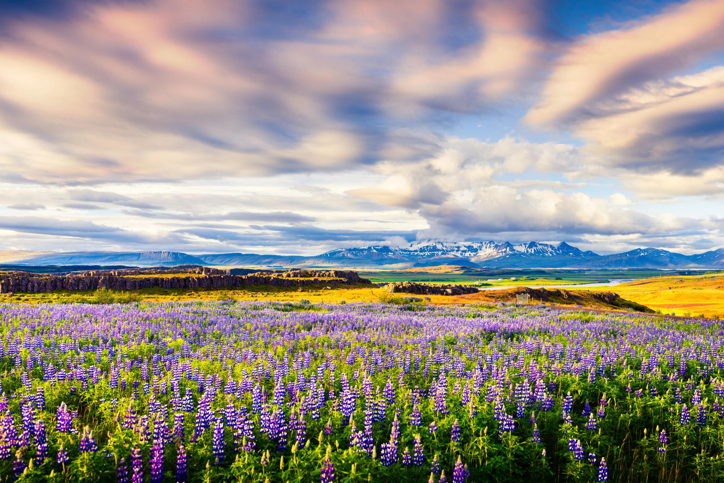 Campo de lupinos morados en un paisaje inmenso, con lejanas montañas nevadas bajo un cielo dramático y nublado.