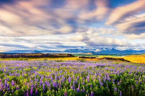 Campo de lupinos morados en un paisaje inmenso, con lejanas montañas nevadas bajo un cielo dramático y nublado.