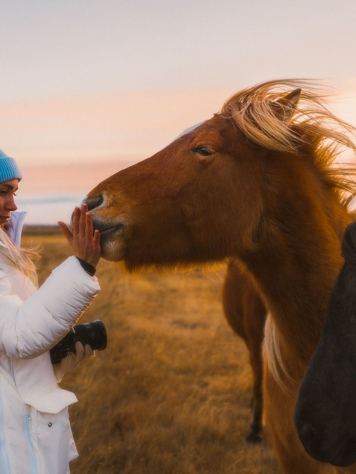 Chica mimando a un caballo islandés