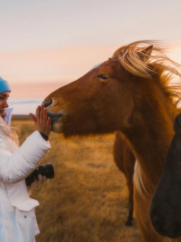 Horses enjoying iceland in july weather
