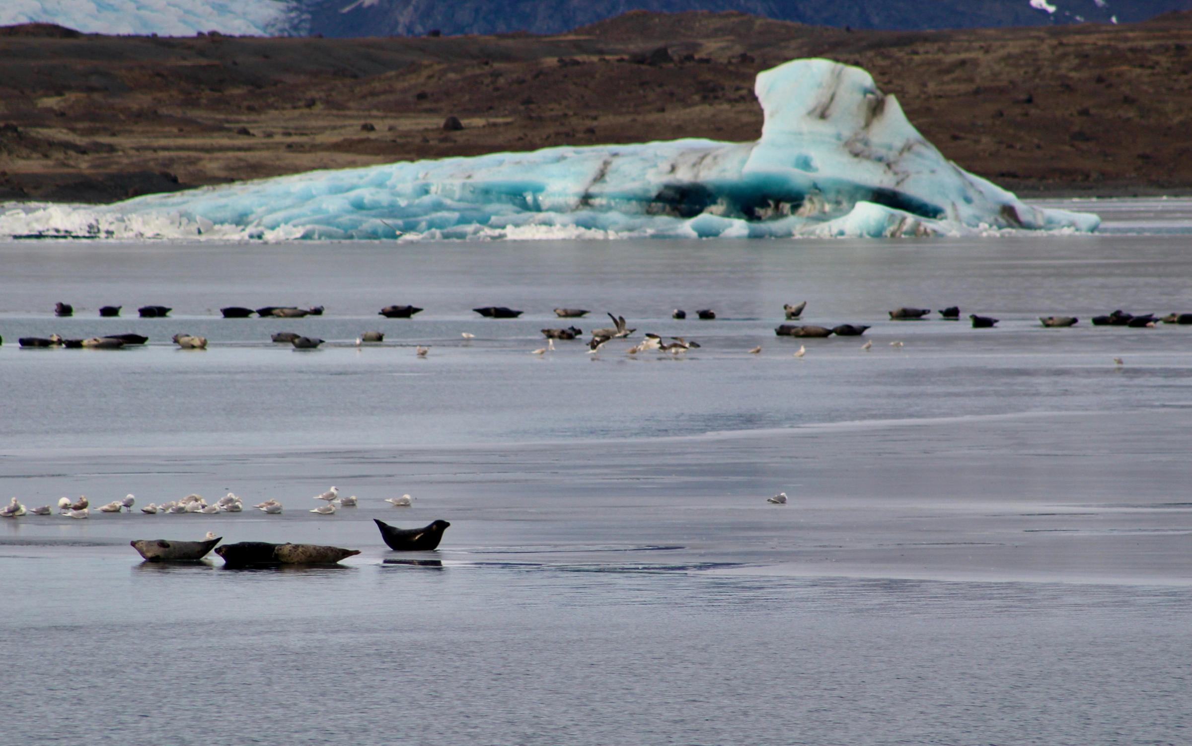 Focas en Jökulsárlón