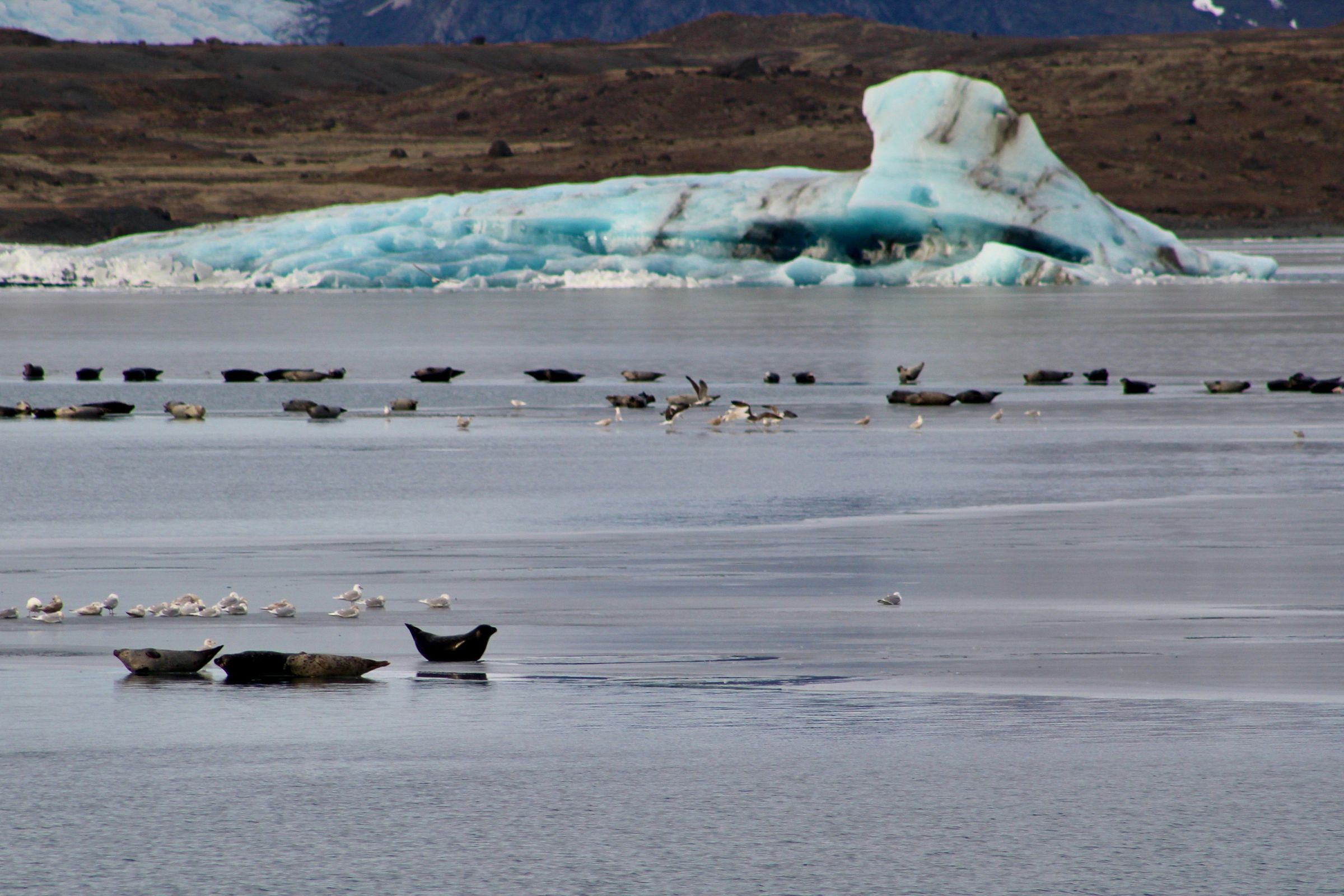 Focas en Jökulsárlón