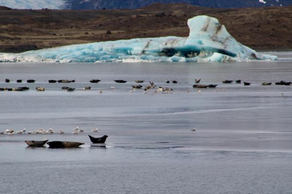 Seals and birds at Jökulsárlón
