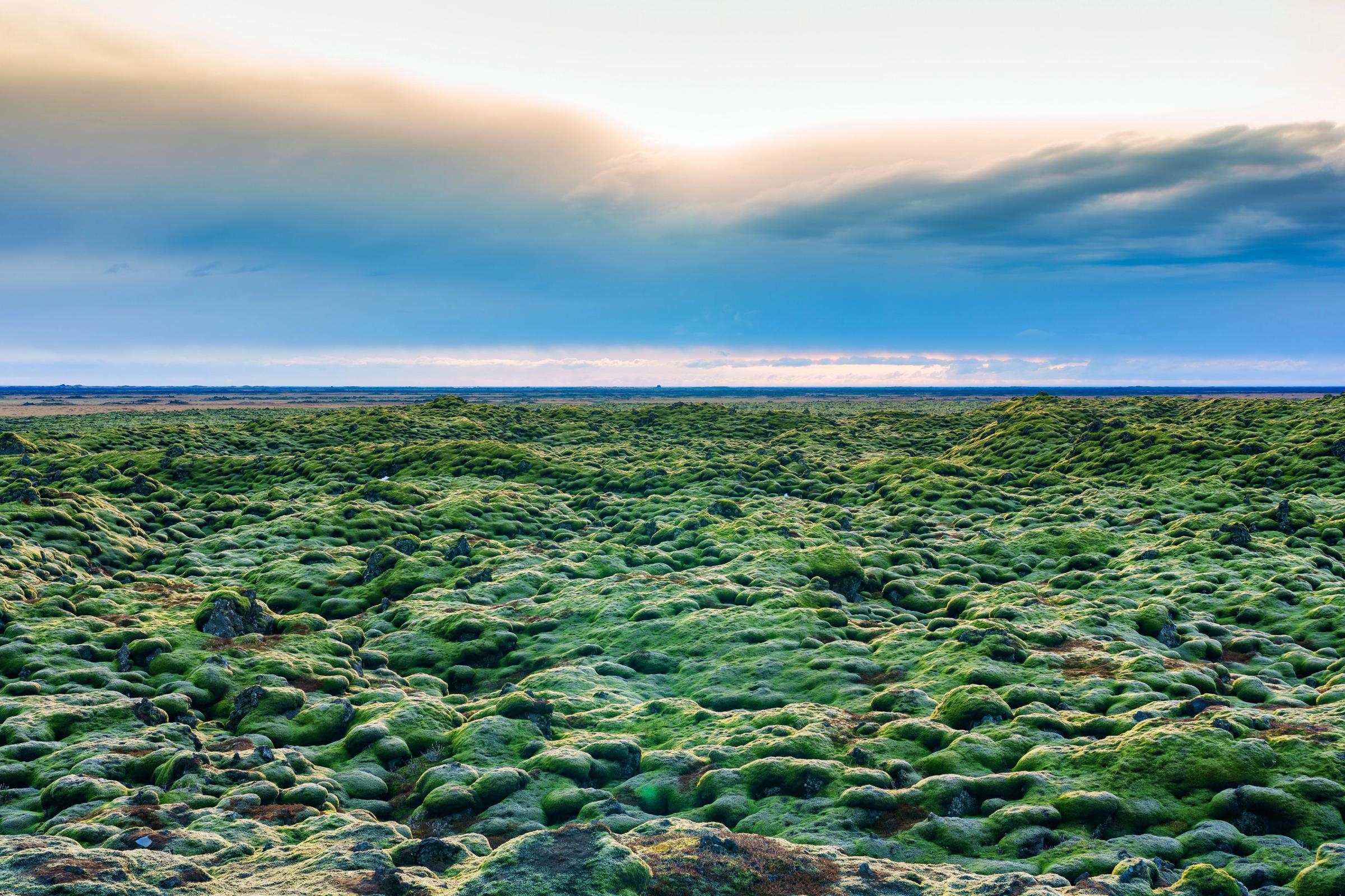 campo de lava cubierto de musgo verde