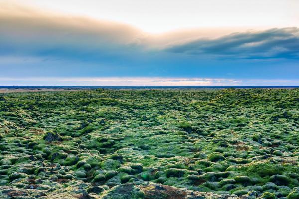 Vast lava field covered in moss