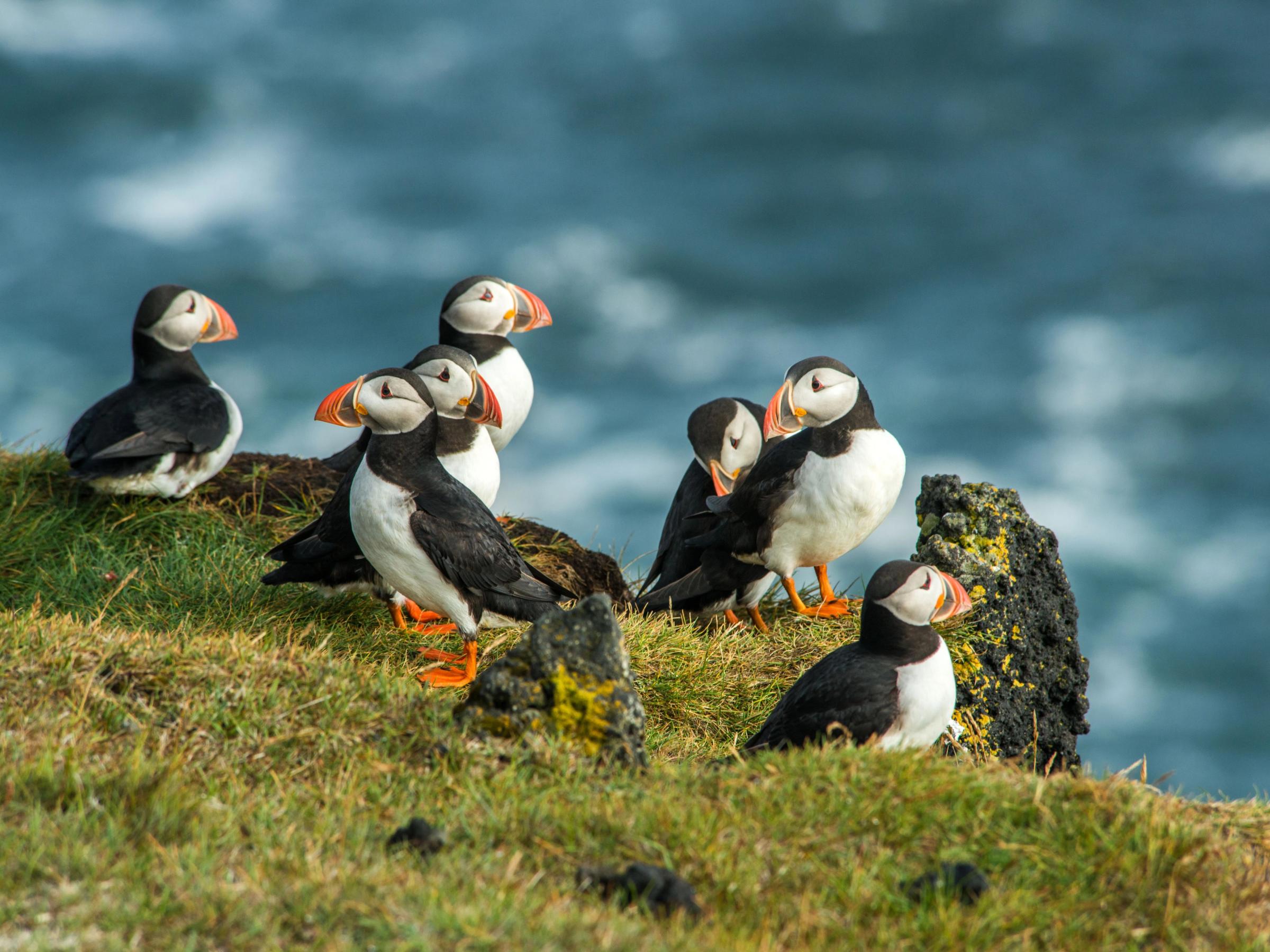 un grupo de frailecillos parados en la cima de una roca cerca del océano.
